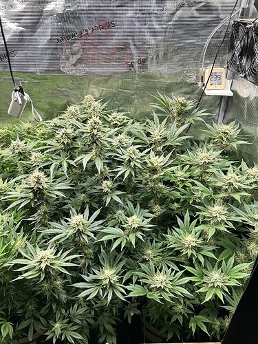 Eine Growbox mit vielen blühenden Cannabispflanzen, die dicht beieinander stehen. Ein Thermometer zeigt 23.9 Grad Celsius und 50% Luftfeuchtigkeit an. Ein Ventilator ist im oberen rechten Bereich sichtbar.