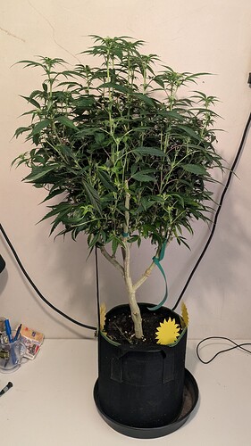 Growreport Bild 9