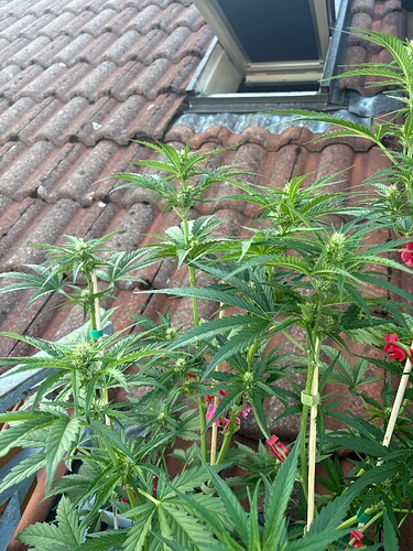 Foto 19.07.25, 06 20 54