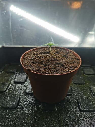 Growreport Bild 2