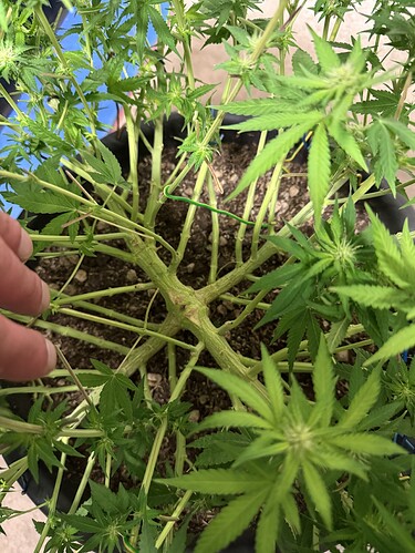 Growreport Bild 3