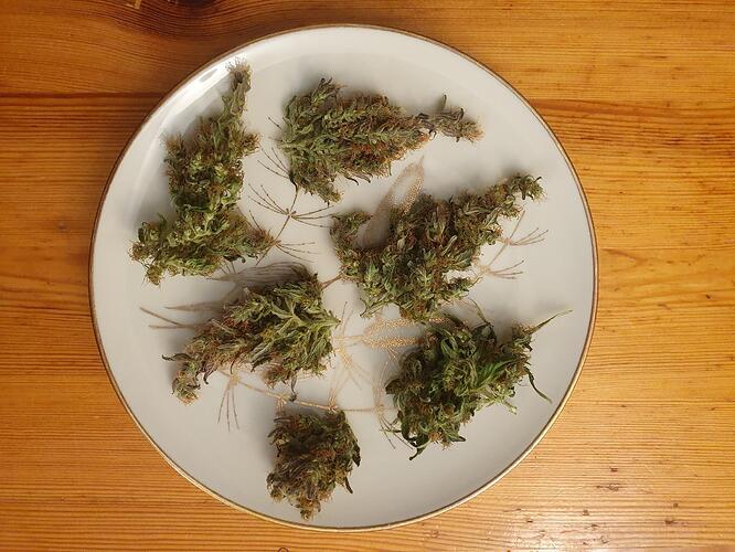 Growreport Bild 6