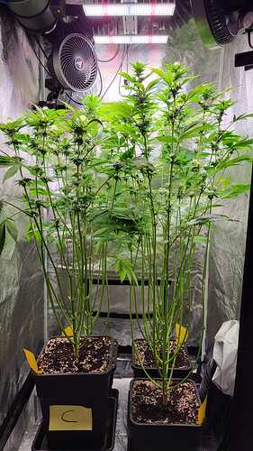 Drei Cannabispflanzen in einem Growzelt unter LED-Beleuchtung, die sich in der Blütephase befinden.