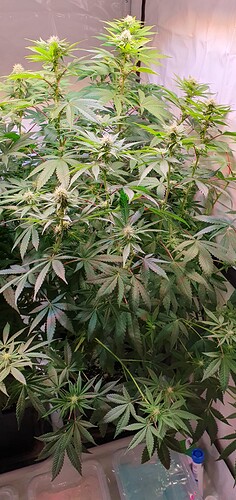 Growreport Bild 5