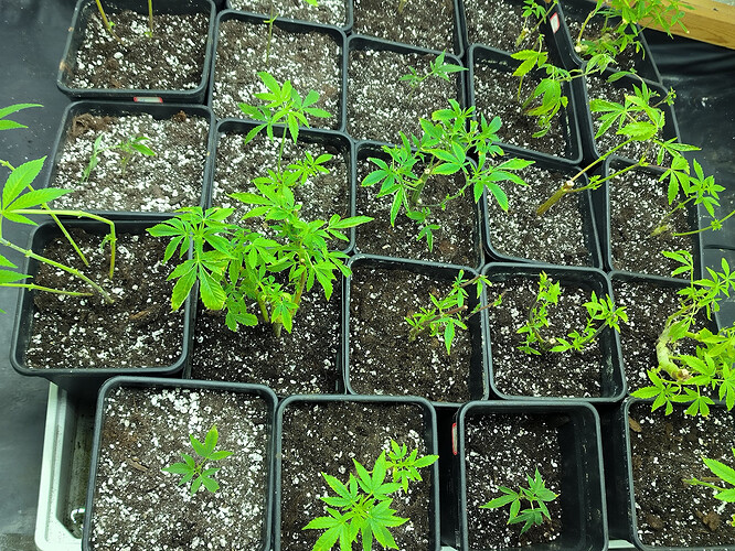 Growreport Bild 31