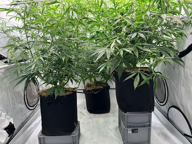 Growreport Bild 3