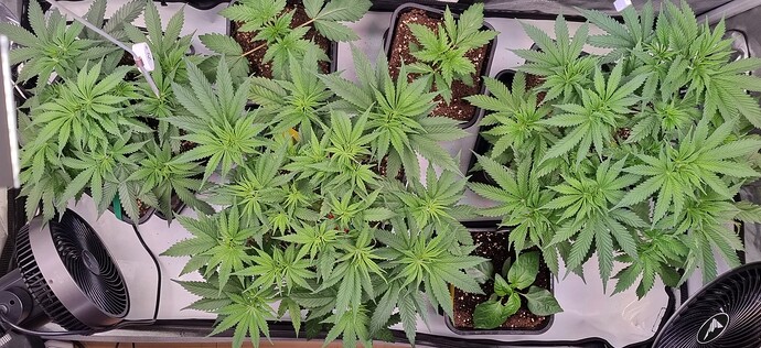 Growreport Bild 4