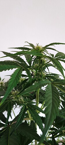 Growreport Bild 10
