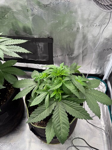 Growreport Bild 6