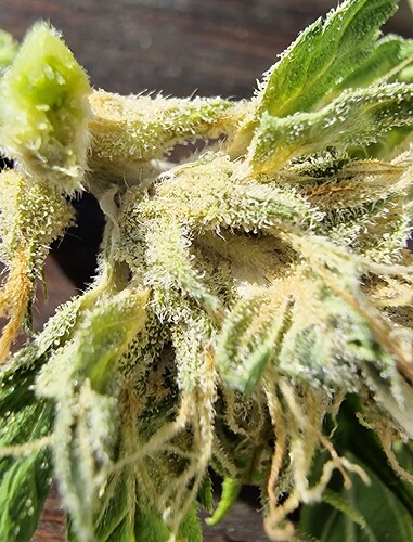 Growreport Bild 8