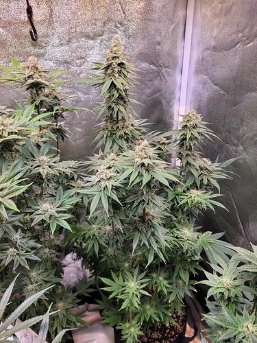 Growreport Bild 4