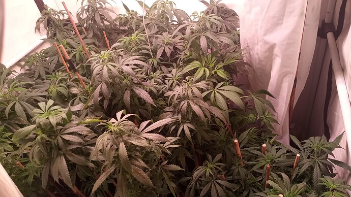 Growreport Bild 2