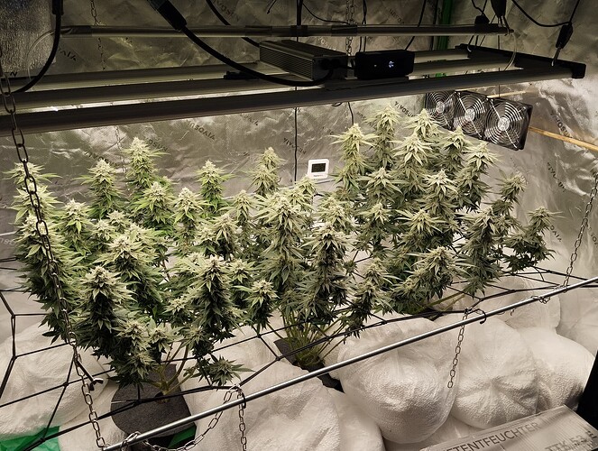 Growreport Bild 1