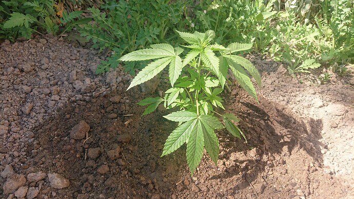 Growreport Bild 34