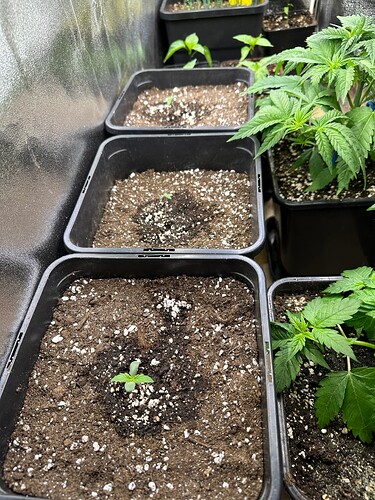 Growreport Bild 62