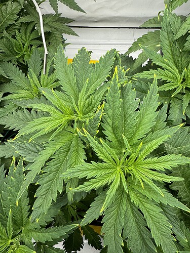 Growreport Bild 3