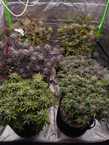 Growreport Bild 26