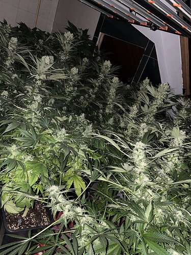 Growreport Bild 1