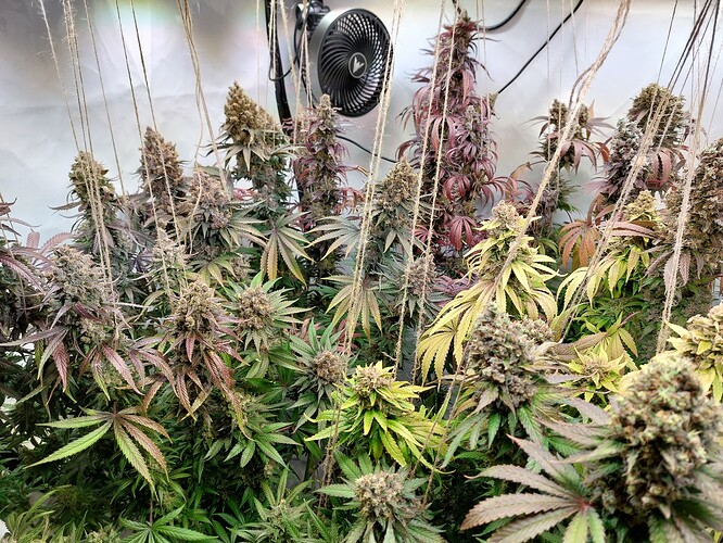 Growreport Bild 17
