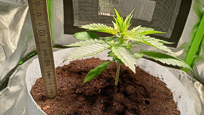 Growreport Bild 9