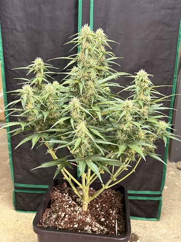 Growreport Bild 11