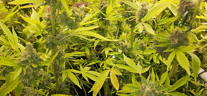 Growreport Bild 29