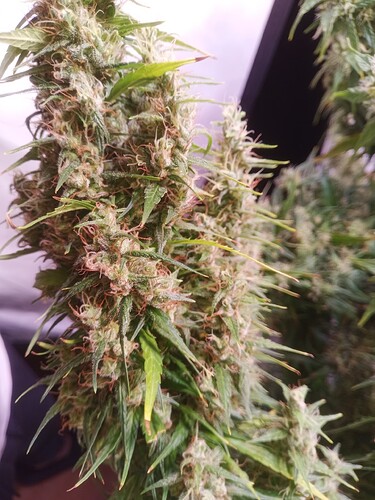 Growreport Bild 5