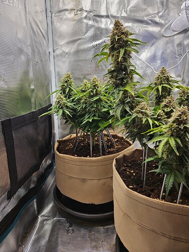 Growreport Bild 101