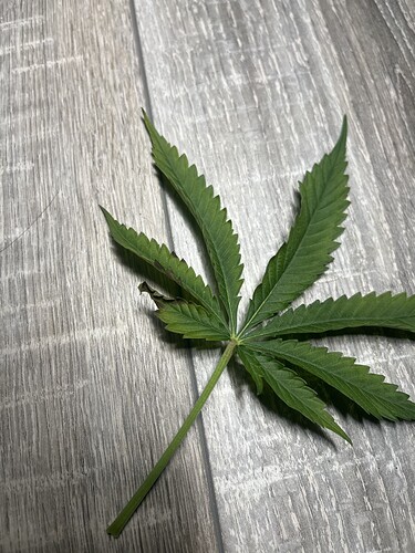 Growreport Bild 6