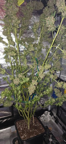 Growreport Bild 65