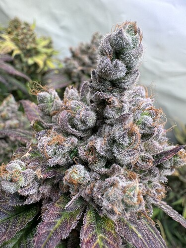 Growreport Bild 39
