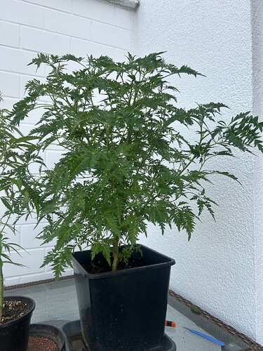 Growreport Bild 93