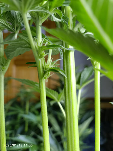 Growreport Bild 26