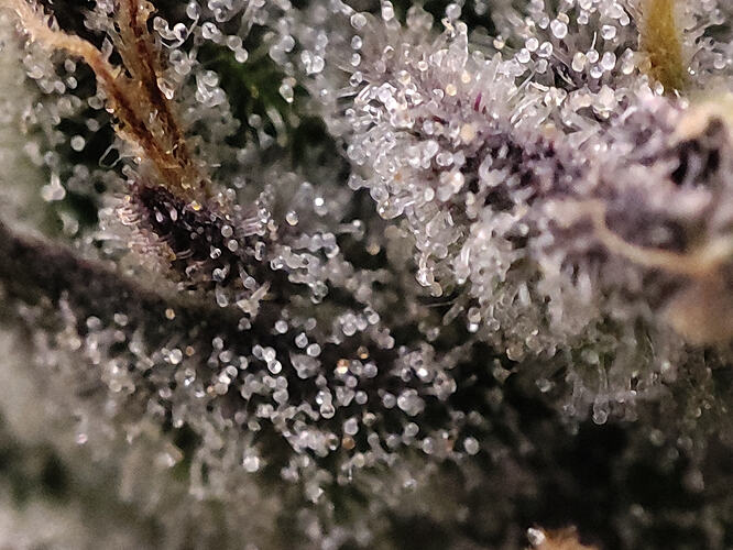 Growreport Bild 5