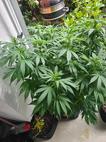 Growreport Bild 1