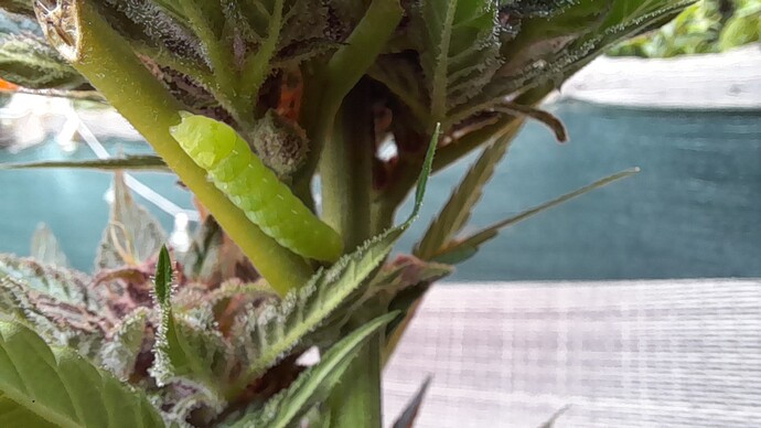 Growreport Bild 12