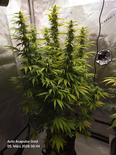 Eine blühende Cannabis-Pflanze in einem Growzelt mit reflektierenden Wänden.