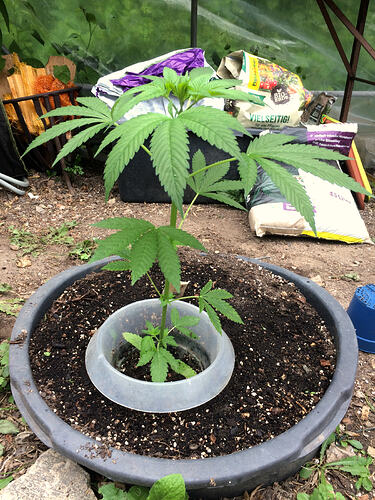 Grow26_0702_05