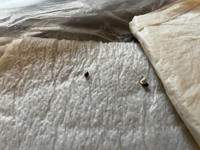seed
