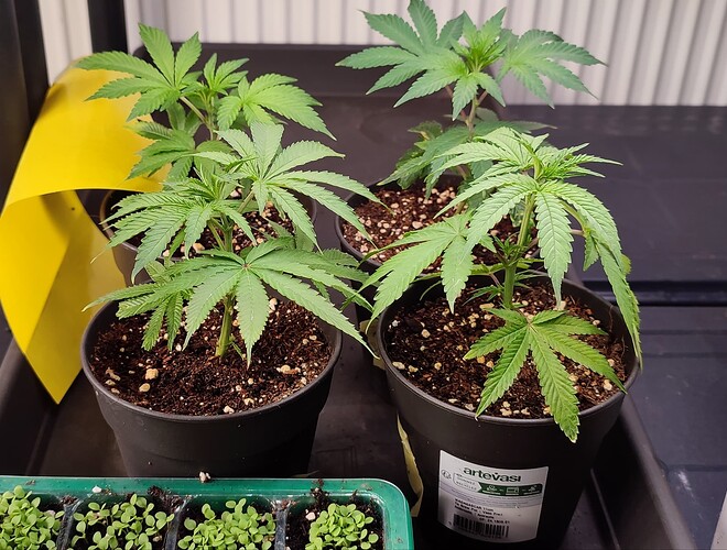 Growreport Bild 5