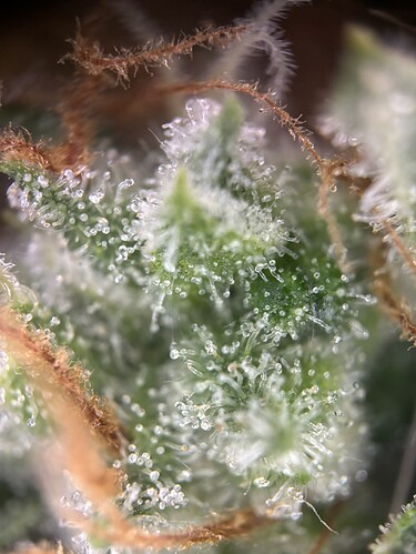Growreport Bild 62