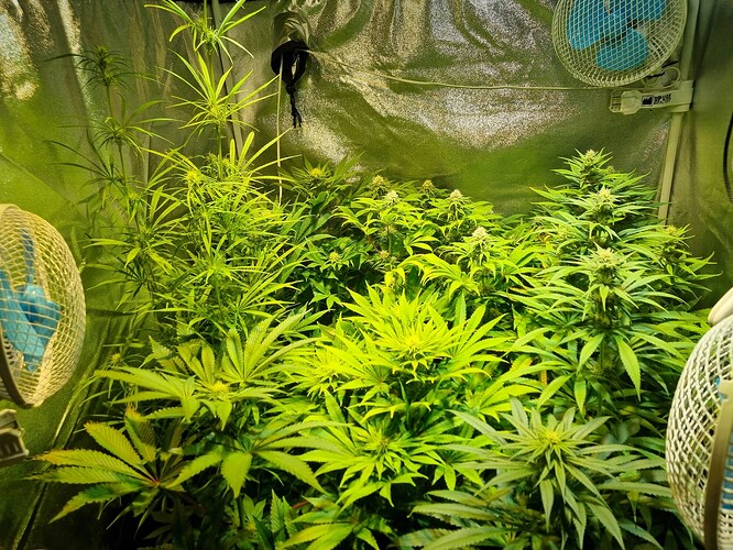 Mehrere Cannabis-Pflanzen in der Blütephase in einem Growzelt, beleuchtet von einer Lampe und belüftet von Ventilatoren.