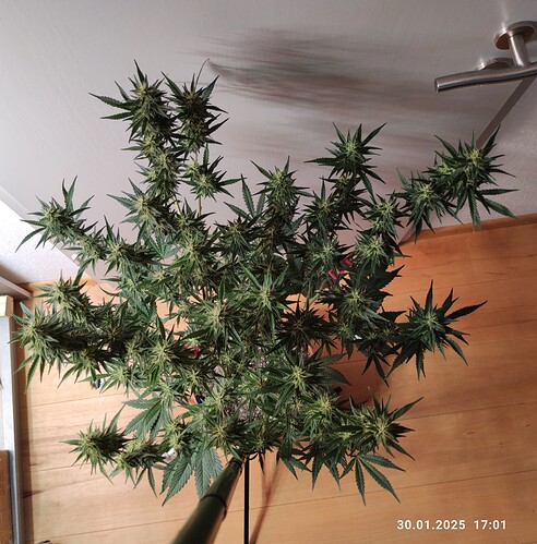 Growreport Bild 29