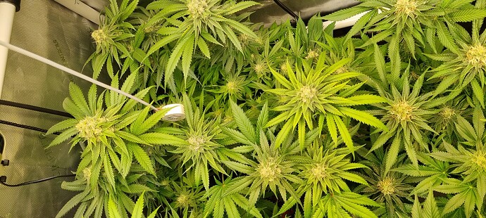 Growreport Bild 9