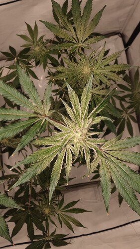 Growreport Bild 3