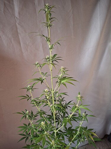 Growreport Bild 183
