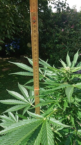 Growreport Bild 53