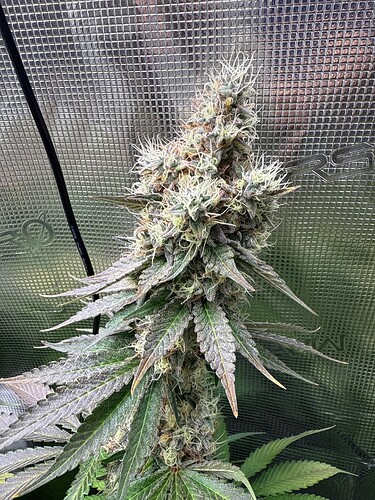 Growreport Bild 6