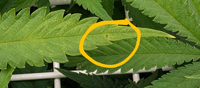Growreport Bild 5