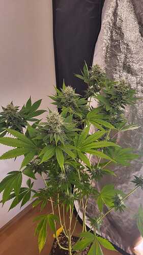 Eine Oreoz Cannabispflanze in der Blütephase, die in einem Topf steht.